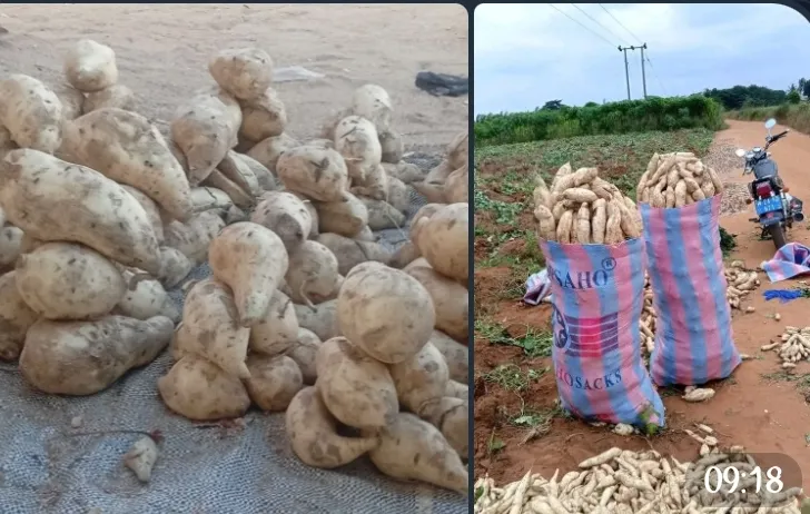 patates